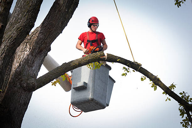 Best Dead Tree Removal  in Charleston, SC